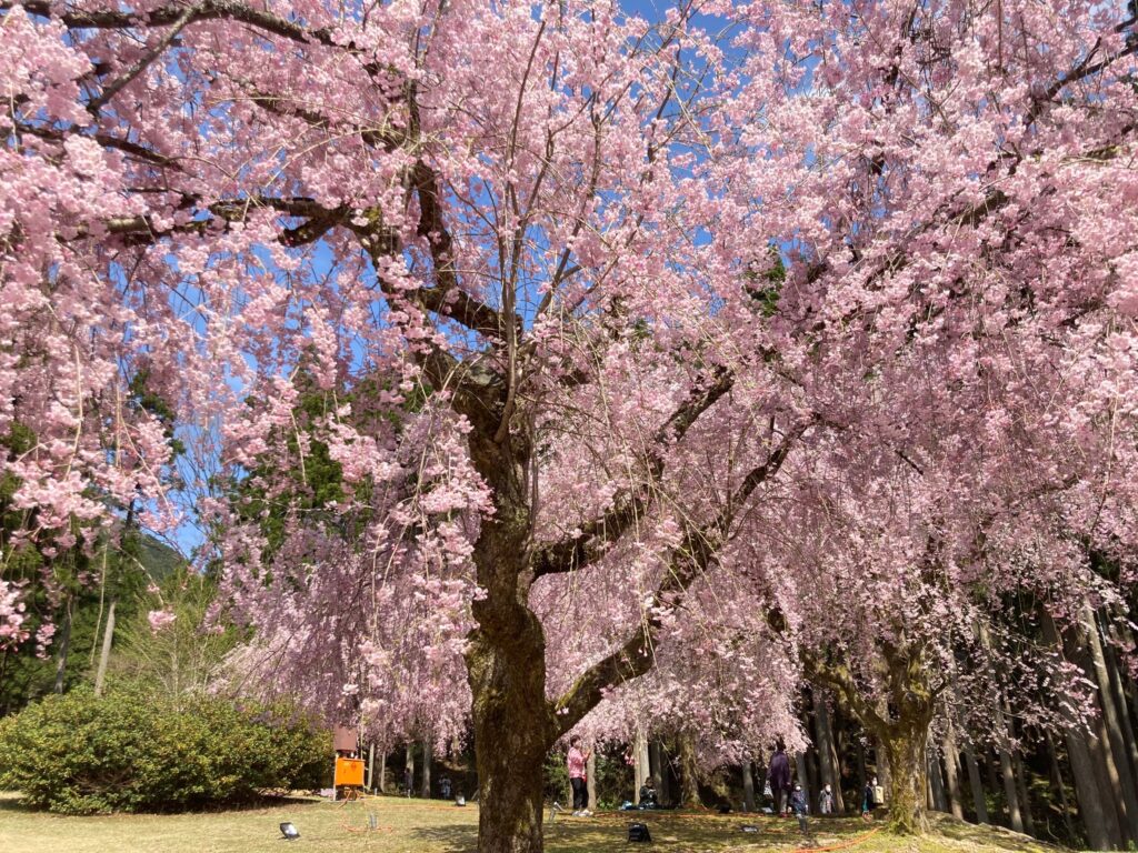 福井県キャンプ場 しだれ桜満開の竹田の里 たけくらべ広場 でお花見キャンプ たびもろこし